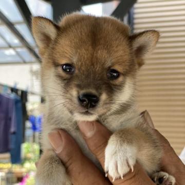 柴犬(豆柴)【大分県・男の子・2022年8月2日・赤】の写真「極小豆柴☆とっても可愛い男の仔♪」