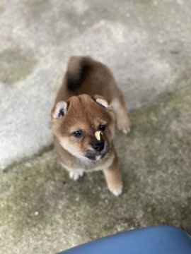 柴犬(豆柴)【大分県・男の子・2021年4月23日・赤】の写真「遊ぶの大好きな可愛い男の仔☆」