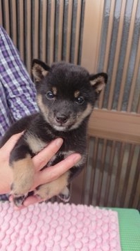 柴犬(豆柴)【大分県・女の子・2018年8月28日・黒】の写真「両親豆柴認定済。人懐っこくて甘えん坊な可愛い仔です」