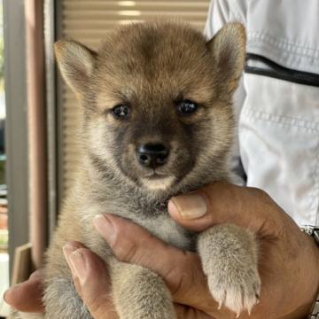 柴犬(豆柴)【大分県・男の子・2022年7月26日・赤】の写真「キリっと美形な男の仔☆」