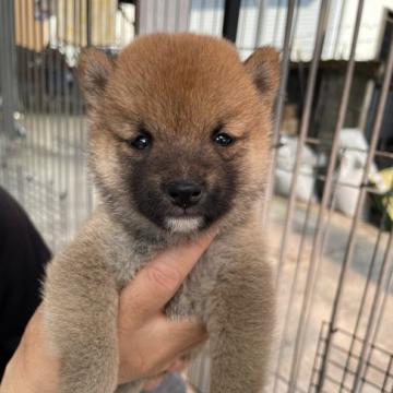 柴犬(豆柴)【大分県・男の子・2022年10月9日・赤】の写真「可愛い顔した女の仔♡」