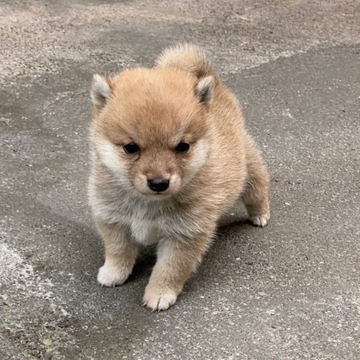 柴犬(豆柴)【大分県・女の子・2022年5月11日・赤】の写真「♡丸顔の可愛い顔した女の仔♡」