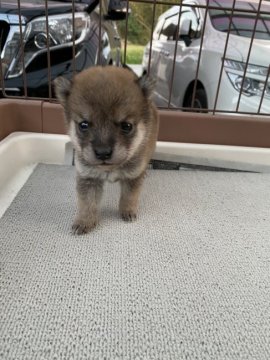 柴犬(豆柴)【大分県・男の子・2021年3月8日・赤】の写真「目がクリクリの可愛い男の仔♡」