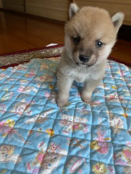 柴犬(豆柴)【大分県・男の子・2020年9月9日・赤】の写真「目がクリクリして可愛い男の仔です♡」