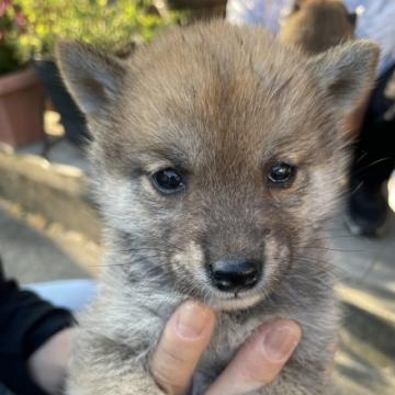 柴犬(豆柴)【大分県・女の子・2022年9月28日・赤】の写真「まん丸お目👀が可愛い女の仔♡」