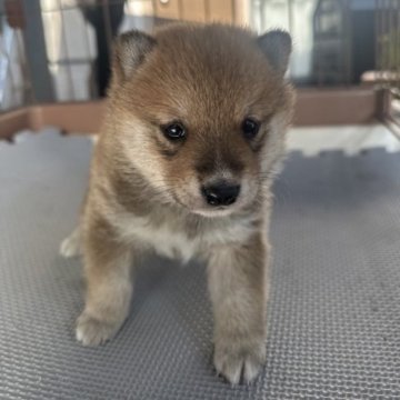 柴犬(豆柴)【大分県・男の子・2023年1月13日・赤】の写真「♡ムッチリ可愛い男の仔♡」