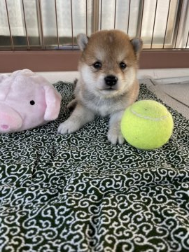 柴犬(豆柴)【大分県・男の子・2021年8月19日・赤】の写真「♡とってもイケメン男子♡」