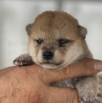 柴犬(豆柴)【大分県・男の子・2022年7月26日・赤】の写真「☆可愛い男の仔☆」