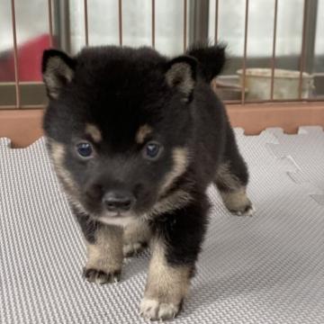 柴犬(豆柴)【大分県・男の子・2022年8月9日・黒】の写真「希少な黒☆とても可愛い男の仔☆」