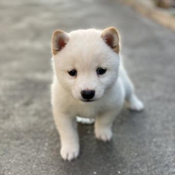 柴犬(豆柴)【大分県・男の子・2022年6月5日・白】の写真「♡可愛い顔の男の仔♡」