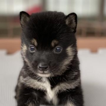 柴犬(豆柴)【大分県・男の子・2022年8月9日・黒】の写真「希少な黒☆イケメンです☆」