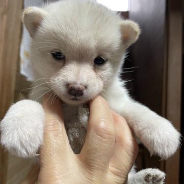 柴犬(豆柴)【大分県・女の子・2022年10月13日・白】の写真「希少な白♡可愛い女の仔♡」