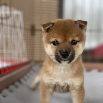 柴犬(豆柴)【大分県・女の子・2022年8月10日・赤】の写真「♡目がクリクリの美人さん♡」