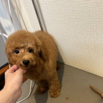 トイプードル(トイ)【東京都・男の子・2024年6月23日・レッド】の写真「大きくおっとりした男の子❣️」