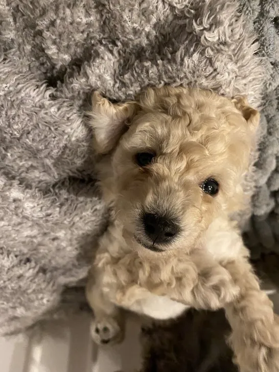 ゆうゆう 様のお迎えした子犬