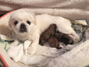 神奈川県のペキニーズのブリーダーのブログ特集 3ページ目 みんなのペットライフ