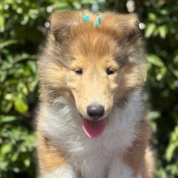 ラフコリー【神奈川県・男の子・2025年6月1日・セーブル&ホワイト】の写真「血統優秀な可愛いセーブルの男の子です💕」