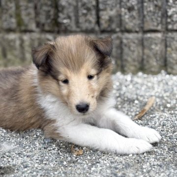 ラフコリー【神奈川県・男の子・2025年6月1日・セーブル&ホワイト】の写真「血統優秀な可愛いセーブルの男の子です💕」