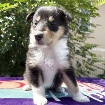 ラフコリー【神奈川県・女の子・2025年6月9日・トライカラー】の写真「血統優秀な可愛いトライカラーの女の子です💕」