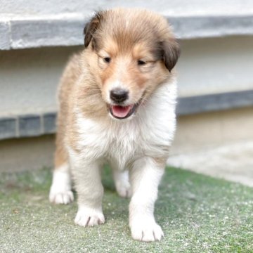 ラフコリー【神奈川県・男の子・2025年6月1日・セーブル&ホワイト】の写真「血統優秀な可愛いセーブルの男の子です💕」