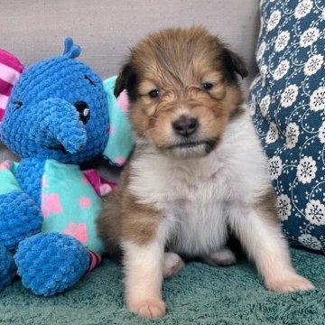 ラフコリー【神奈川県・女の子・2024年7月8日・セーブル&ホワイト】の写真「血統優秀なセーブルの女の子です」