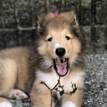 ラフコリー【神奈川県・女の子・2024年7月8日・セーブル&ホワイト】の写真「血統優秀で知的なお顔の美人さんです❤️」