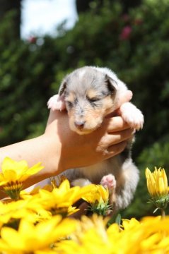 ラフコリー【神奈川県・女の子・2015年5月1日・ブルーマール】の写真「血統優秀なかわいいコリーの女の子です」