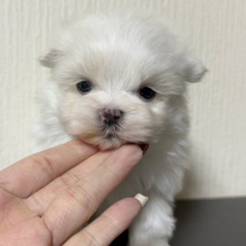 マルチーズ【奈良県・男の子・2024年12月17日・ホワイト】の写真「小さな両親から生まれました」