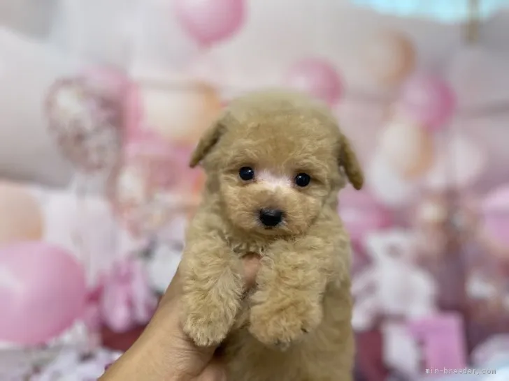 ふとっさん 様のお迎えした子犬