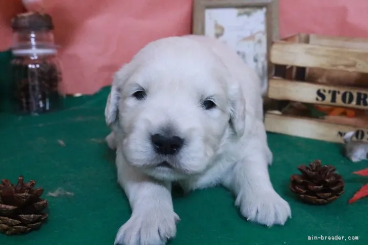 あーちゃん 様のお迎えした子犬