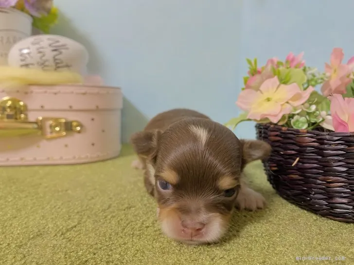 まめ 様のお迎えした子犬