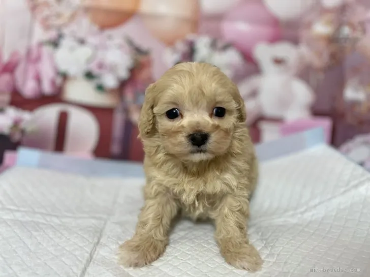 ゲン 様のお迎えした子犬