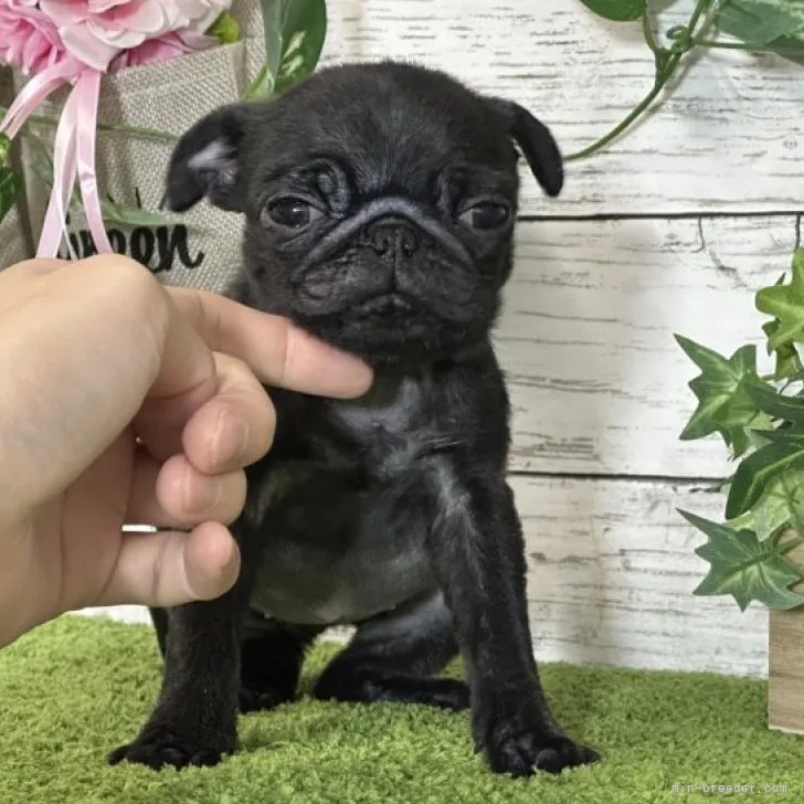 ねむねむ 様のお迎えした子犬