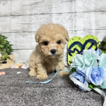 ミックス(トイプードル×ビションフリーゼ)【奈良県・男の子・2024年7月2日・アプリコット】の写真「ビジョンプーの男の子!サマーセール」