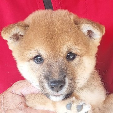 柴犬(豆柴)【大分県・男の子・2025年9月1日・赤】の写真「⭐おっとりマイペースな男の子⭐」