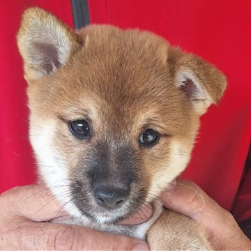 柴犬(豆柴)【大分県・男の子・2025年9月1日・赤】の写真「⭐元気イッパイな男の子⭐」
