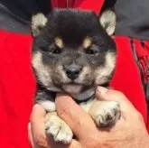 豆柴