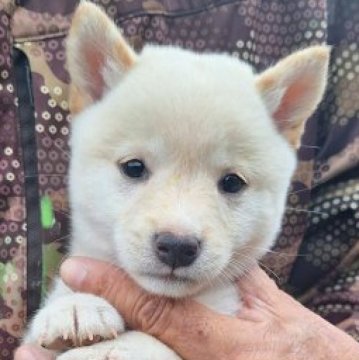 柴犬(豆柴)【大分県・男の子・2024年8月10日・白】の写真「☆綺麗な顔の男の子☆」