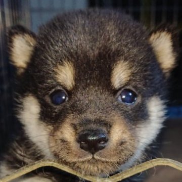 柴犬(豆柴)【大分県・男の子・2022年12月22日・黒】の写真「☆綺麗な配色の小さな男の子☆」