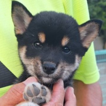 柴犬(豆柴)【大分県・男の子・2024年8月13日・黒】の写真「☆綺麗な色合いの男の子☆」