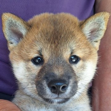 柴犬(豆柴)【大分県・男の子・2024年6月5日・赤】の写真「☆おっとりマイペースな男の子☆」