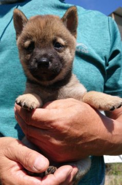 柴犬(豆柴)【大分県・女の子・2021年7月18日・赤】の写真「両親豆柴認定犬。お転婆な女の子♪」