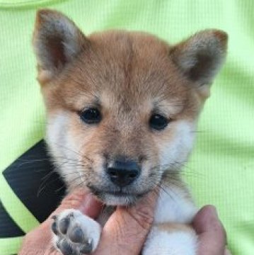 柴犬(豆柴)【大分県・男の子・2024年8月11日・赤】の写真「☆おっとりマイペースな男の子☆」