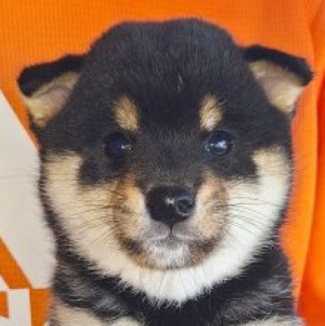 柴犬(豆柴)【大分県・男の子・2024年5月3日・黒】の写真「☆キレイな配色のおっとりした男の子☆」