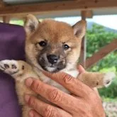 豆柴【大分県・男の子・2023年6月15日・赤】の写真2「8/17　撮影」