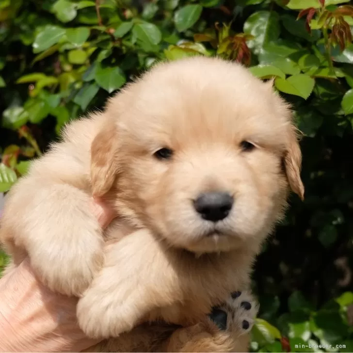 25 様のお迎えした子犬