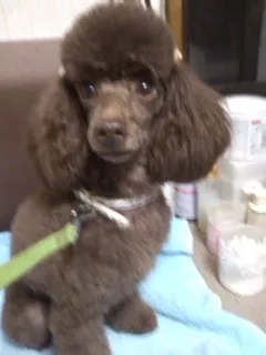 トイプードル(トイ)【愛知県・女の子・2013年5月23日・ブラウン】の写真2「母犬の画像です。」