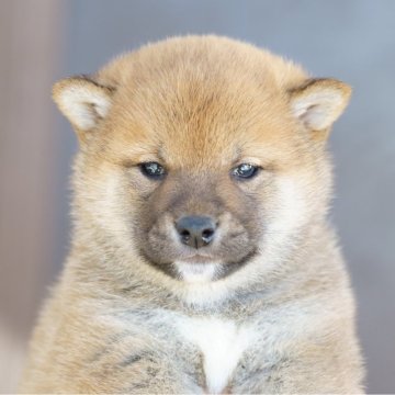 柴犬(標準サイズ)【栃木県・男の子・2025年1月11日・赤】の写真「綺麗な赤毛の男の子」
