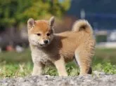柴犬(標準サイズ)【栃木県・女の子・2023年9月23日・赤】の写真4「11/13撮影・生後51日」