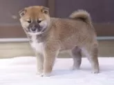 柴犬(標準サイズ)【栃木県・男の子・2024年3月6日・赤】の写真4